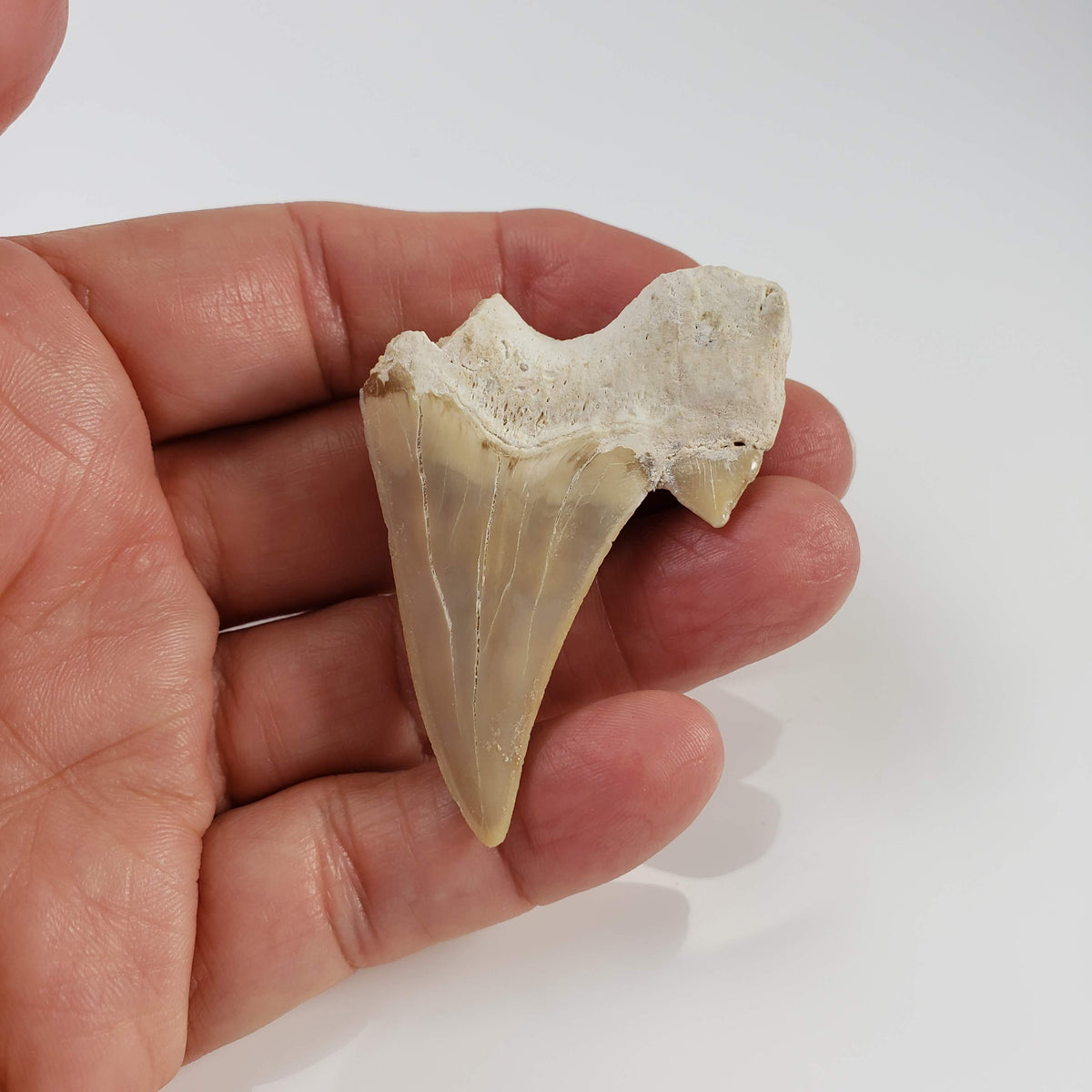 Otodus Shark Tooth | Fossil | Eocene | Morocco 7