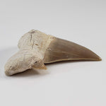 Otodus Shark Tooth | Fossil | Eocene | Morocco 4