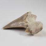 Otodus Shark Tooth | Fossil | Eocene | Morocco 5