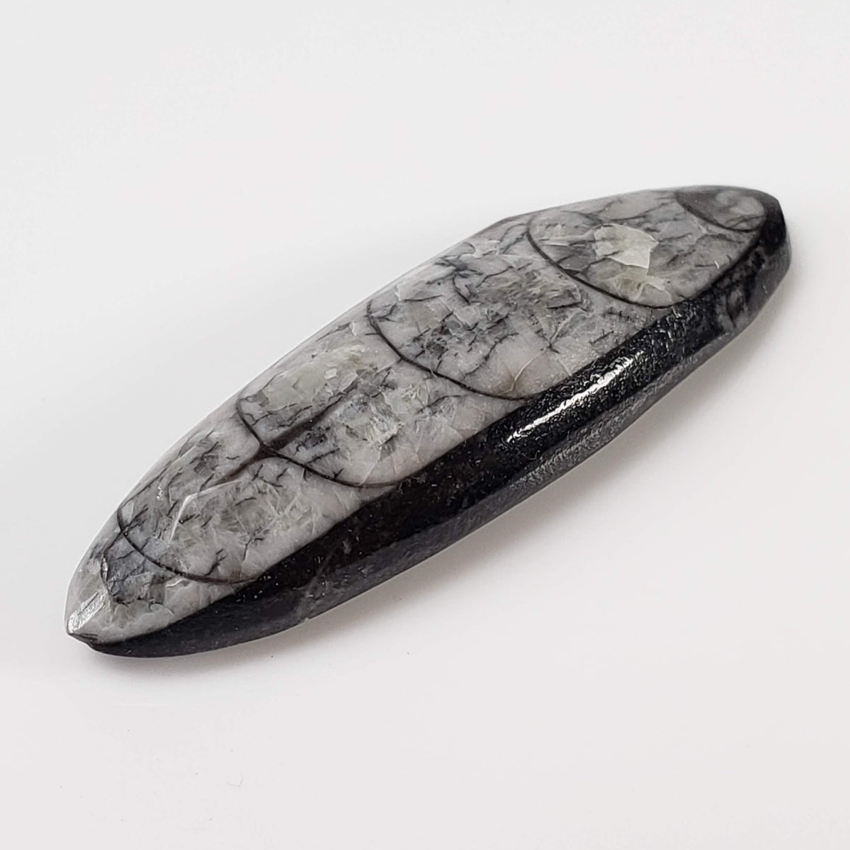  Polished Orthoceras Fossils (Cephalopod) | Cabochon | 43 mm | Morocco 