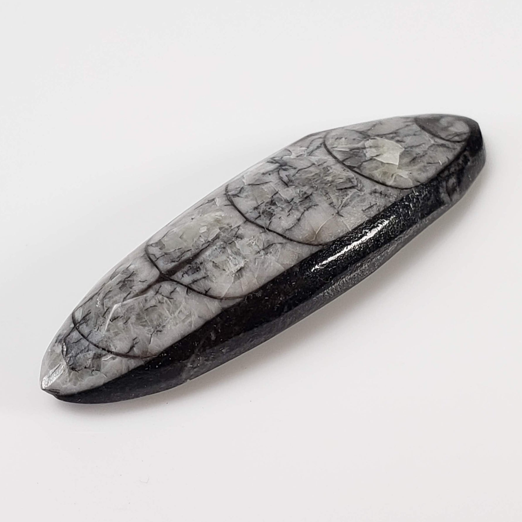  Polished Orthoceras Fossils (Cephalopod) | Cabochon | 43 mm | Morocco 