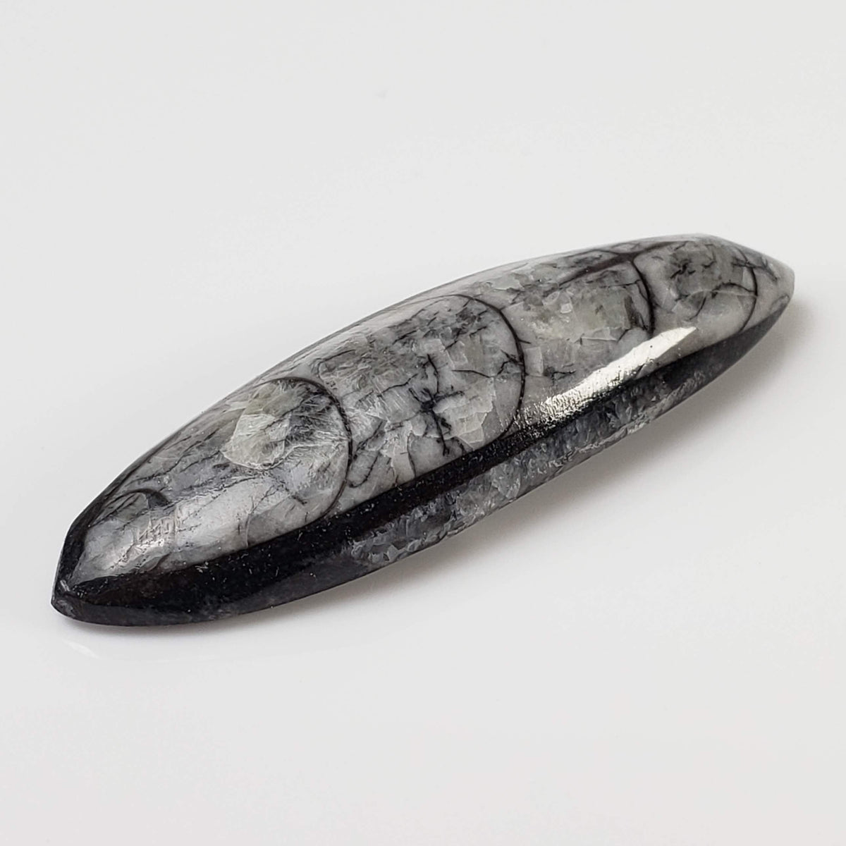  Polished Orthoceras Fossils (Cephalopod) | Cabochon | 43 mm | Morocco 2