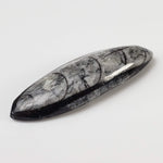  Polished Orthoceras Fossils (Cephalopod) | Cabochon | 43 mm | Morocco 2
