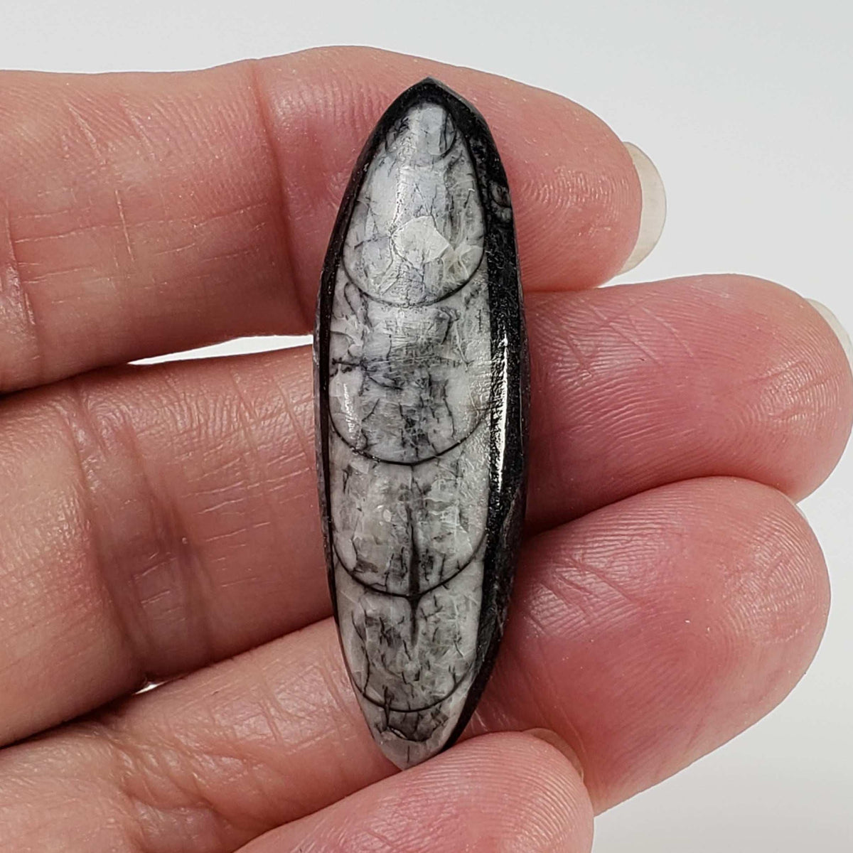  Polished Orthoceras Fossils (Cephalopod) | Cabochon | 43 mm | Morocco 1