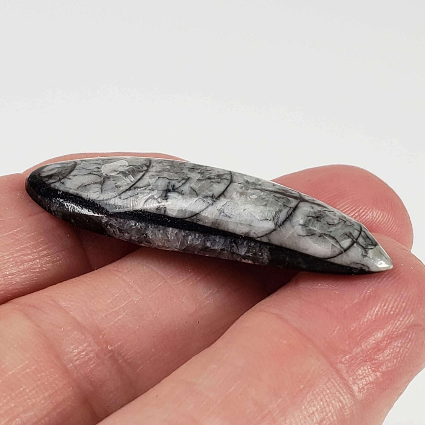  Polished Orthoceras Fossils (Cephalopod) | Cabochon | 43 mm | Morocco 3