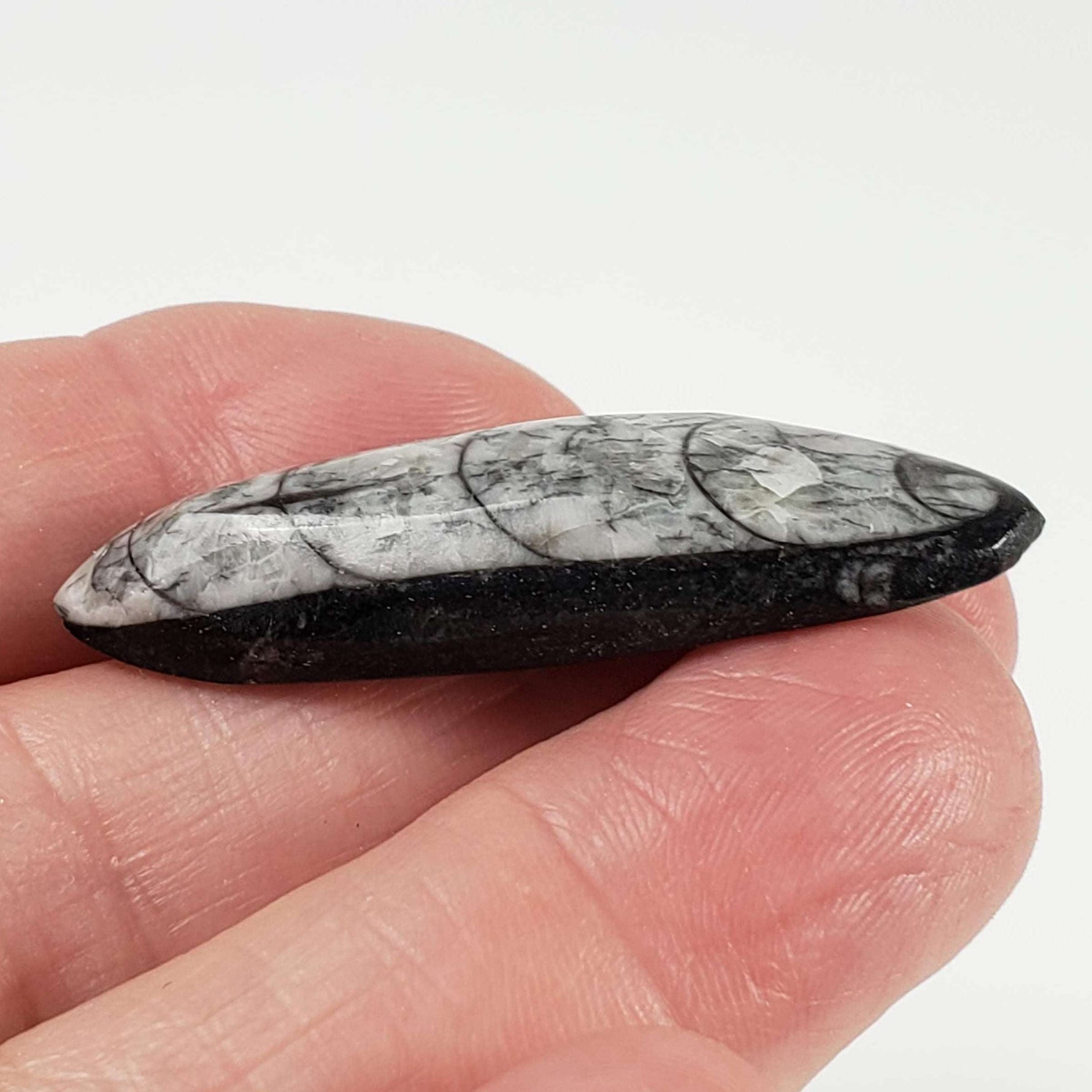  Polished Orthoceras Fossils (Cephalopod) | Cabochon | 43 mm | Morocco 4