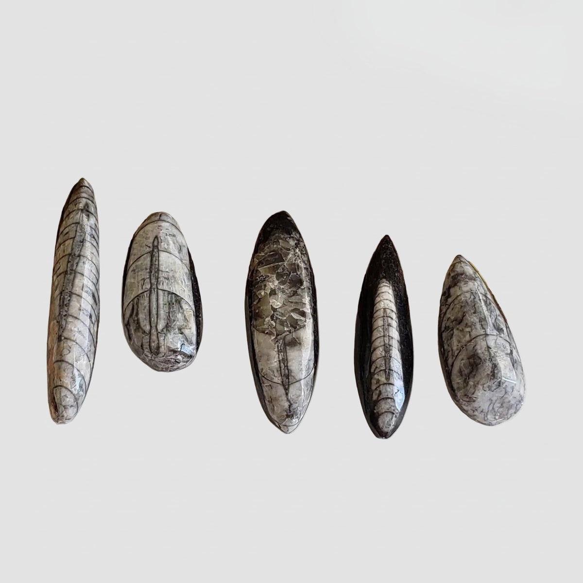 Polished Orthoceras Fossils (Cephalopod) | Cabochon | Morocco