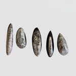 Polished Orthoceras Fossils (Cephalopod) | Cabochon | Morocco 1