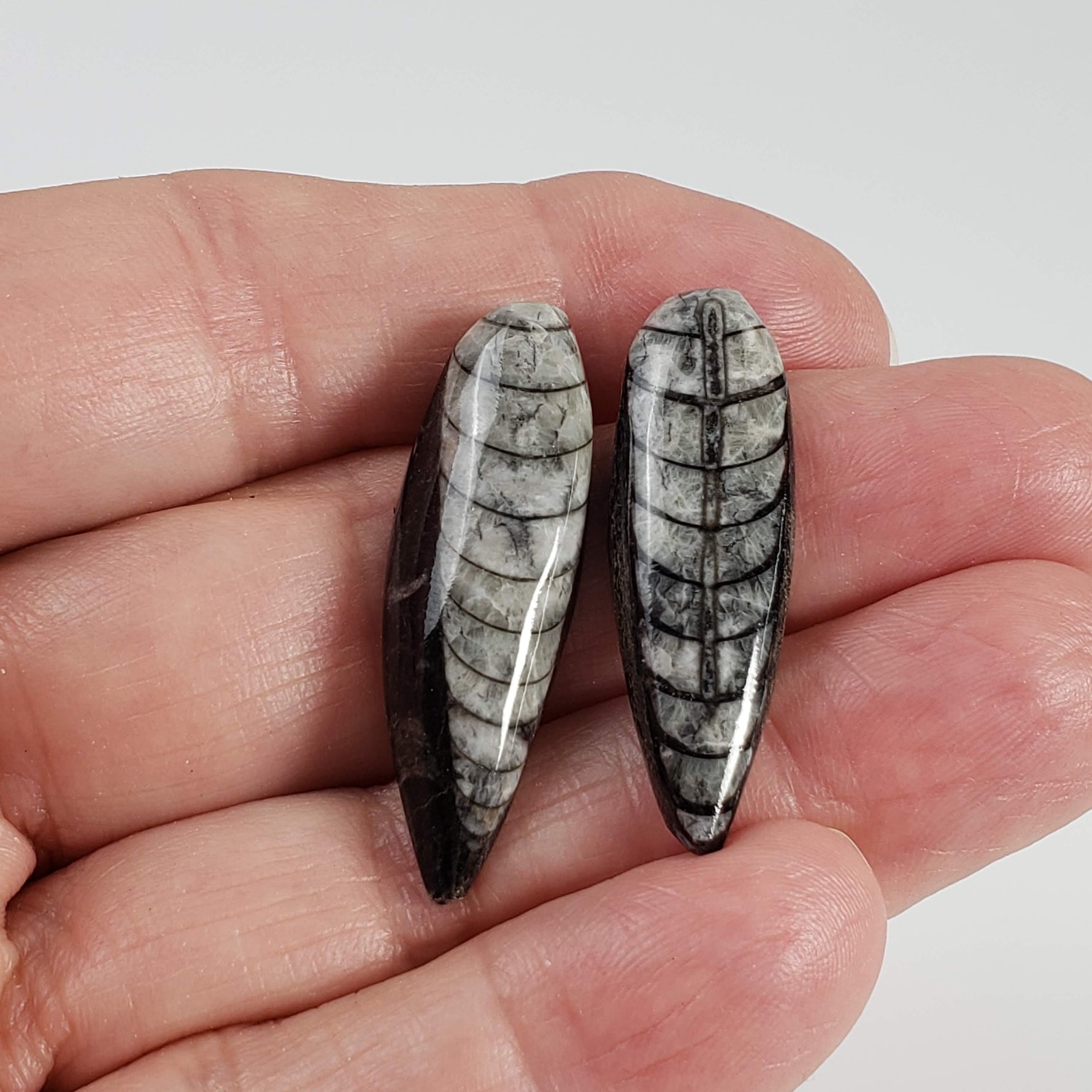  Polished Orthoceras Fossils (Cephalopod) | Lot of 2 | Cabochon | 37 mm | Morocco 5