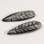  Polished Orthoceras Fossils (Cephalopod) | Lot of 2 | Cabochon | 37 mm | Morocco 2