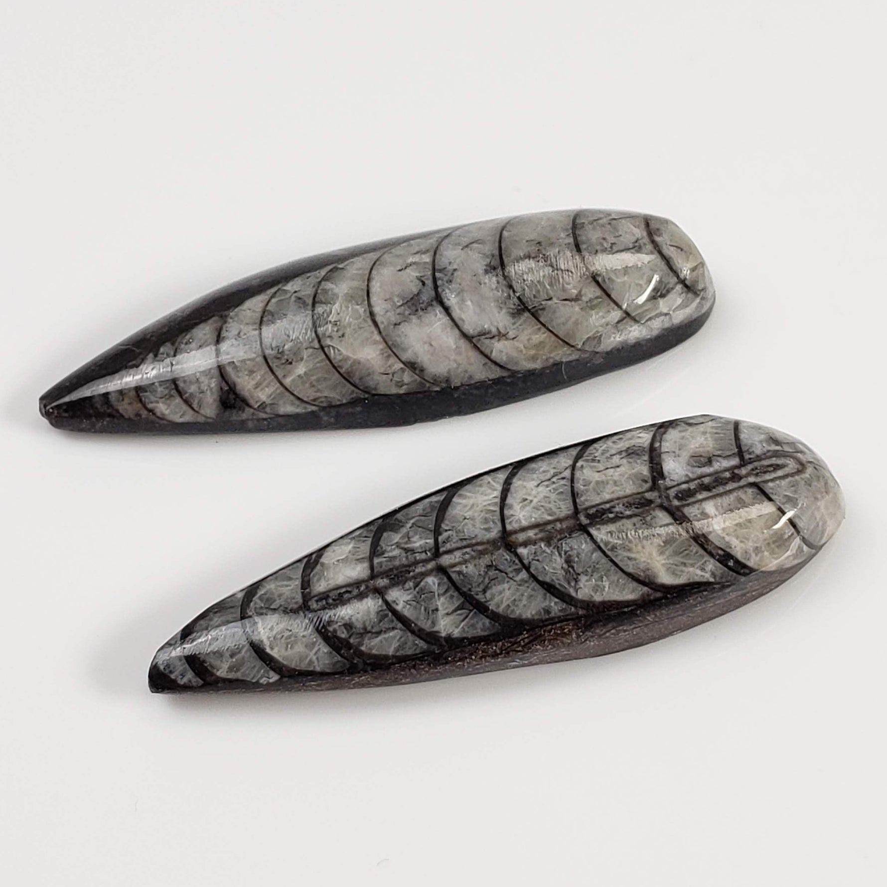  Polished Orthoceras Fossils (Cephalopod) | Lot of 2 | Cabochon | 37 mm | Morocco 2