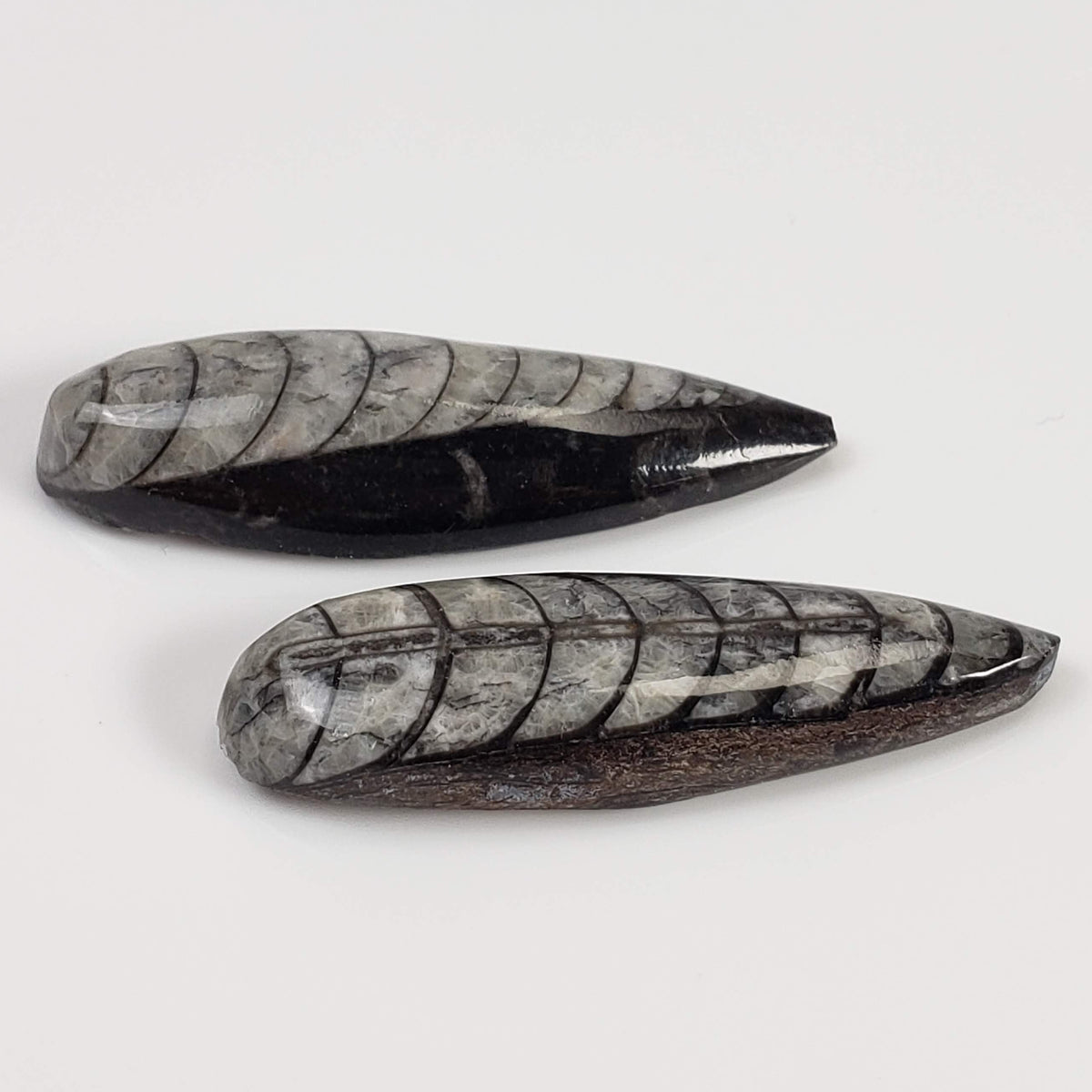  Polished Orthoceras Fossils (Cephalopod) | Lot of 2 | Cabochon | 37 mm | Morocco 3