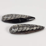  Polished Orthoceras Fossils (Cephalopod) | Lot of 2 | Cabochon | 37 mm | Morocco 3