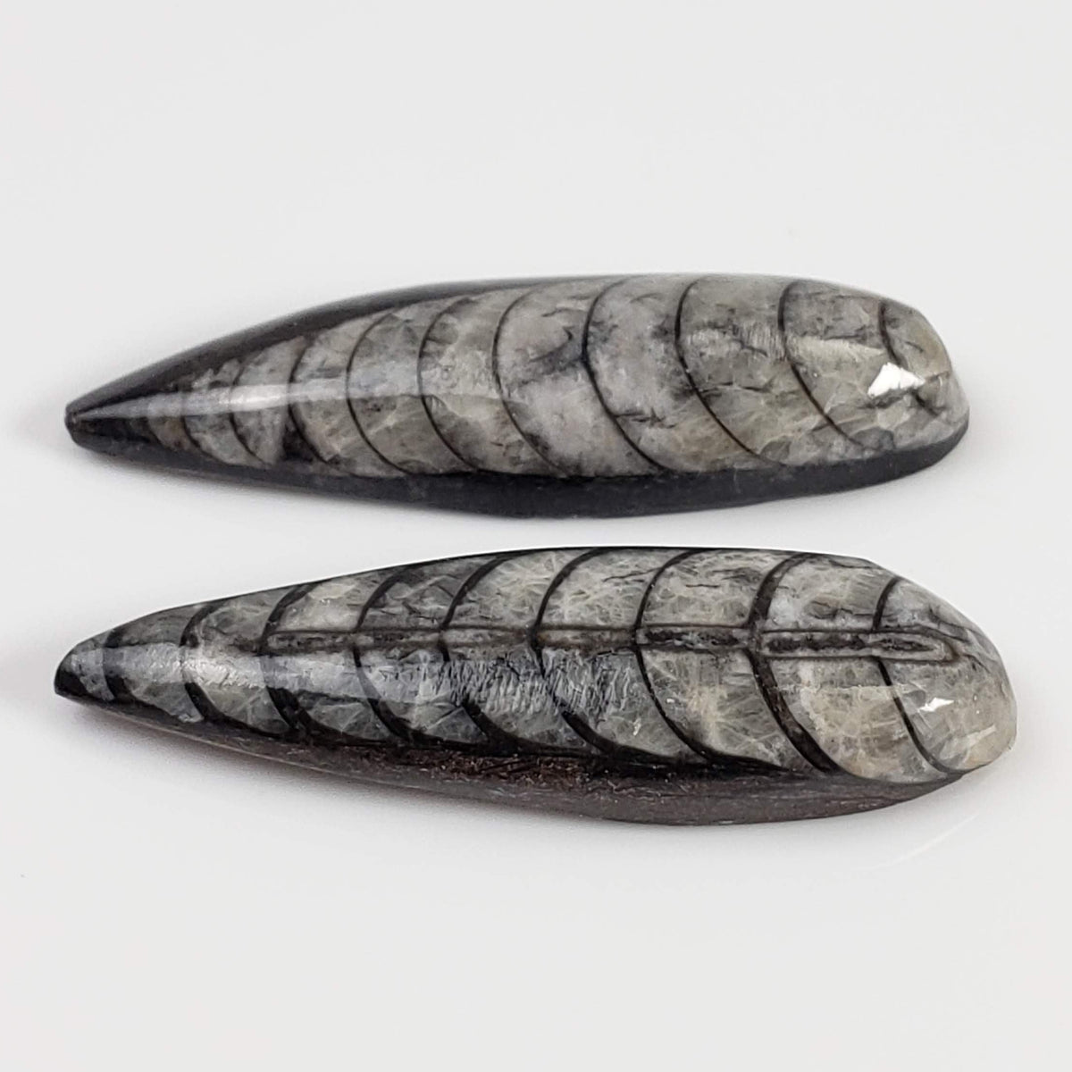  Polished Orthoceras Fossils (Cephalopod) | Lot of 2 | Cabochon | 37 mm | Morocco 