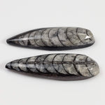  Polished Orthoceras Fossils (Cephalopod) | Lot of 2 | Cabochon | 37 mm | Morocco 