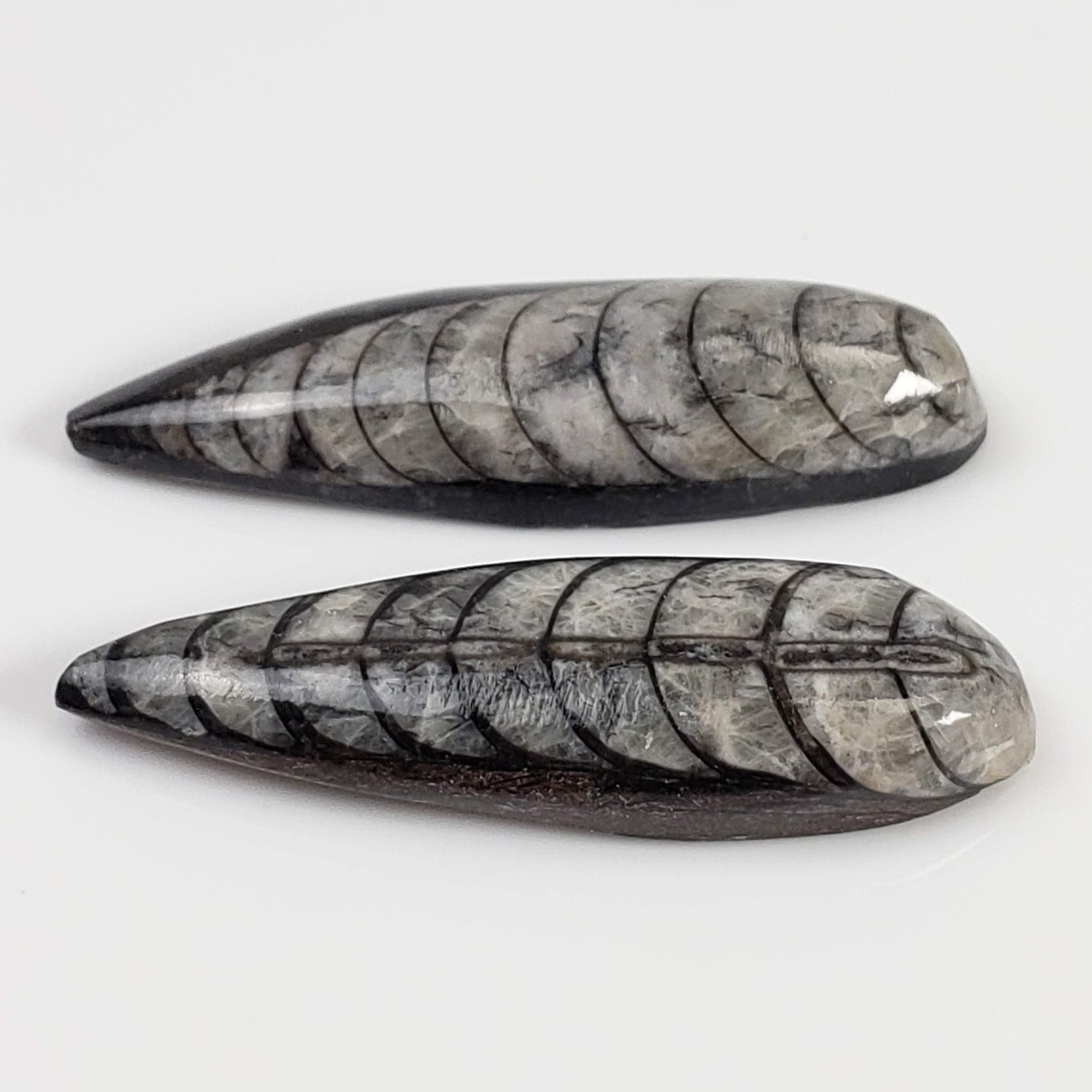  Polished Orthoceras Fossils (Cephalopod) | Lot of 2 | Cabochon | 37 mm | Morocco 