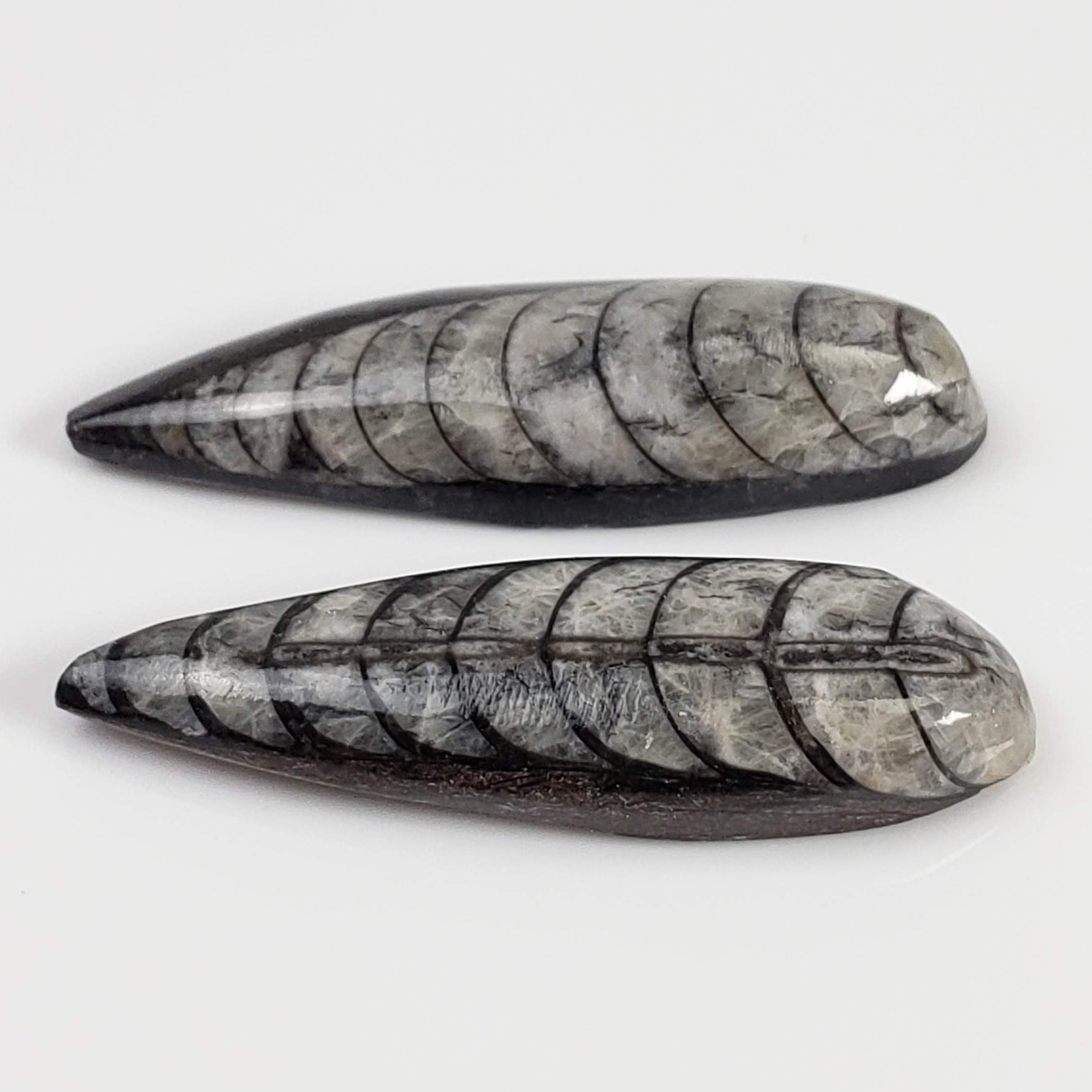  Polished Orthoceras Fossils (Cephalopod) | Lot of 2 | Cabochon | 37 mm | Morocco 