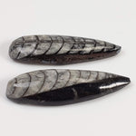  Polished Orthoceras Fossils (Cephalopod) | Lot of 2 | Cabochon | 37 mm | Morocco 1