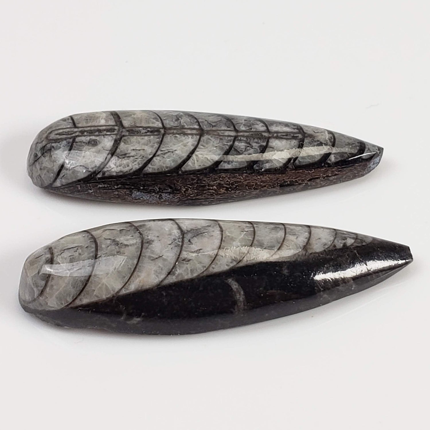  Polished Orthoceras Fossils (Cephalopod) | Lot of 2 | Cabochon | 37 mm | Morocco 1
