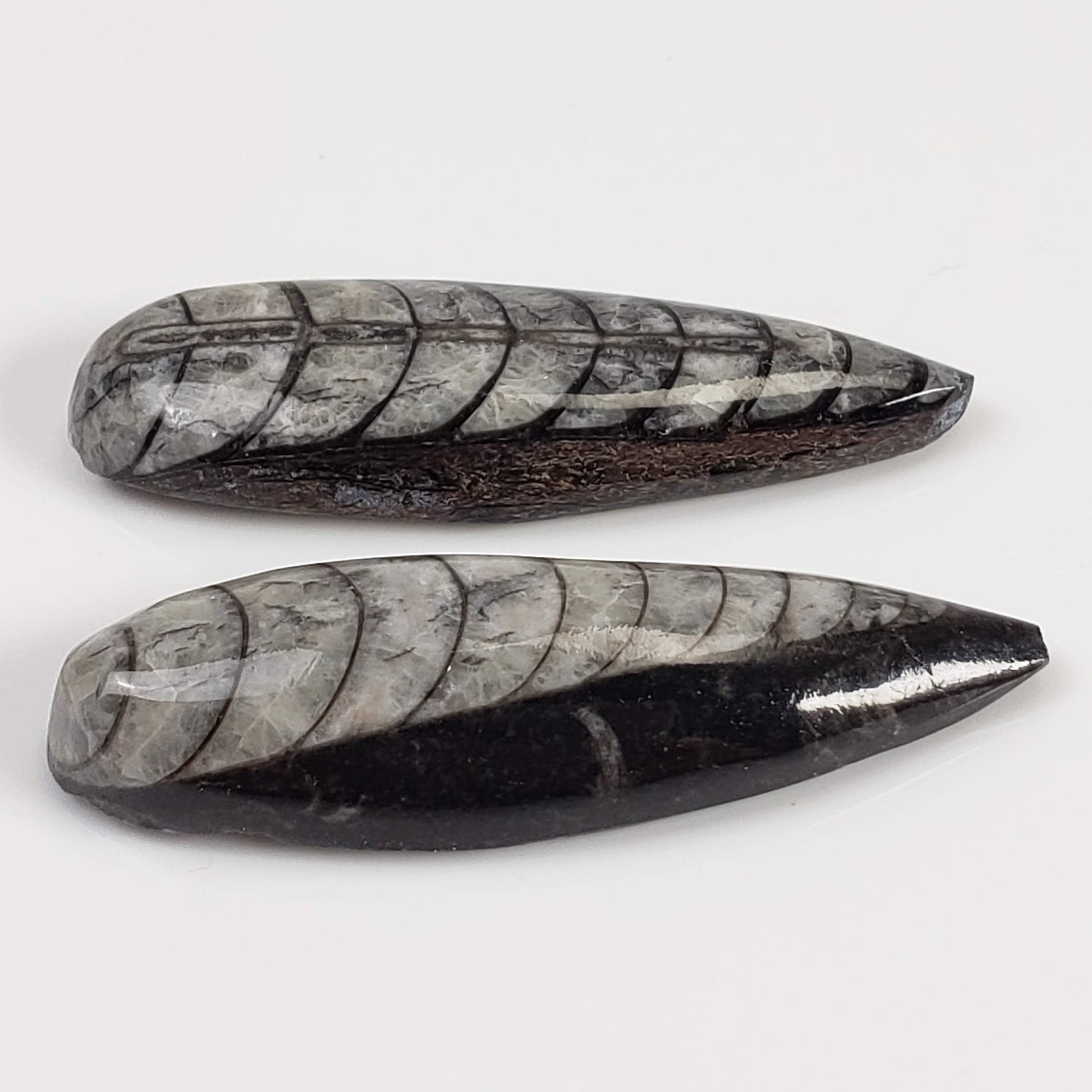  Polished Orthoceras Fossils (Cephalopod) | Lot of 2 | Cabochon | 37 mm | Morocco 1
