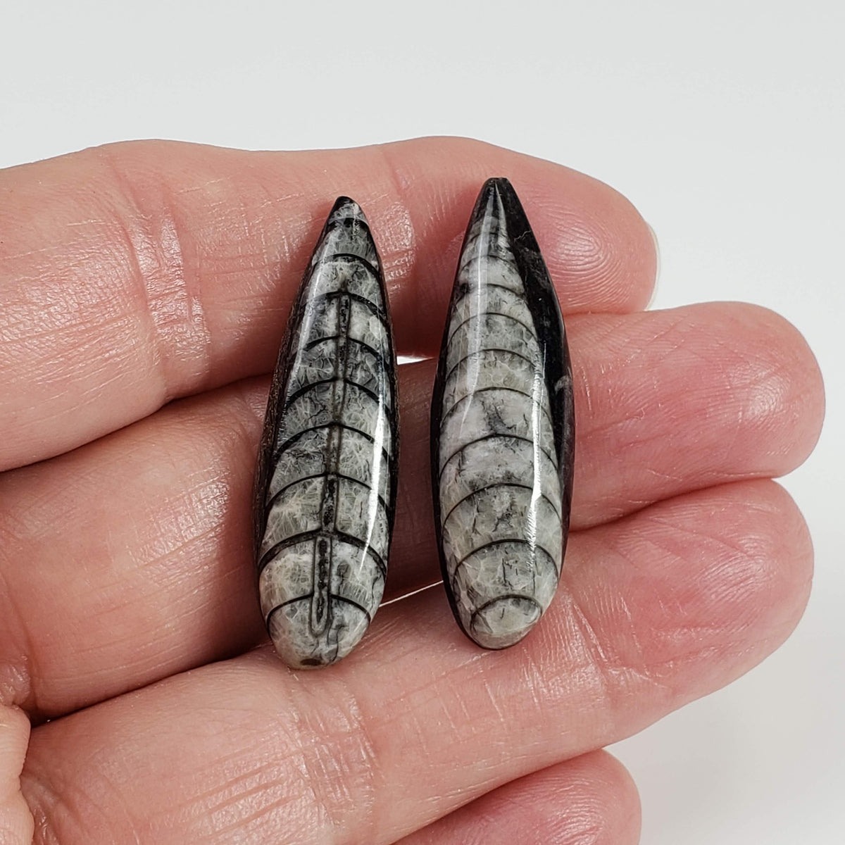  Polished Orthoceras Fossils (Cephalopod) | Lot of 2 | Cabochon | 37 mm | Morocco 4