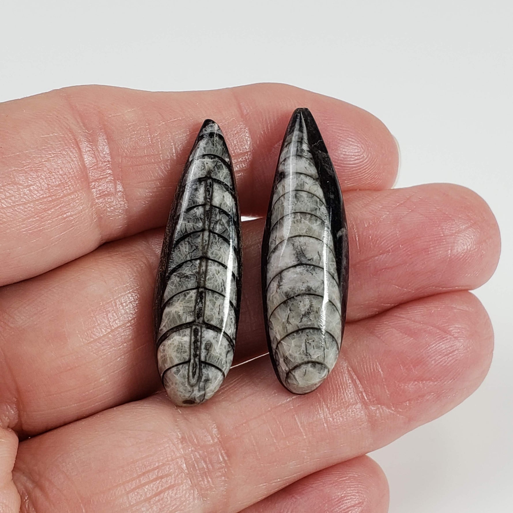  Polished Orthoceras Fossils (Cephalopod) | Lot of 2 | Cabochon | 37 mm | Morocco 4