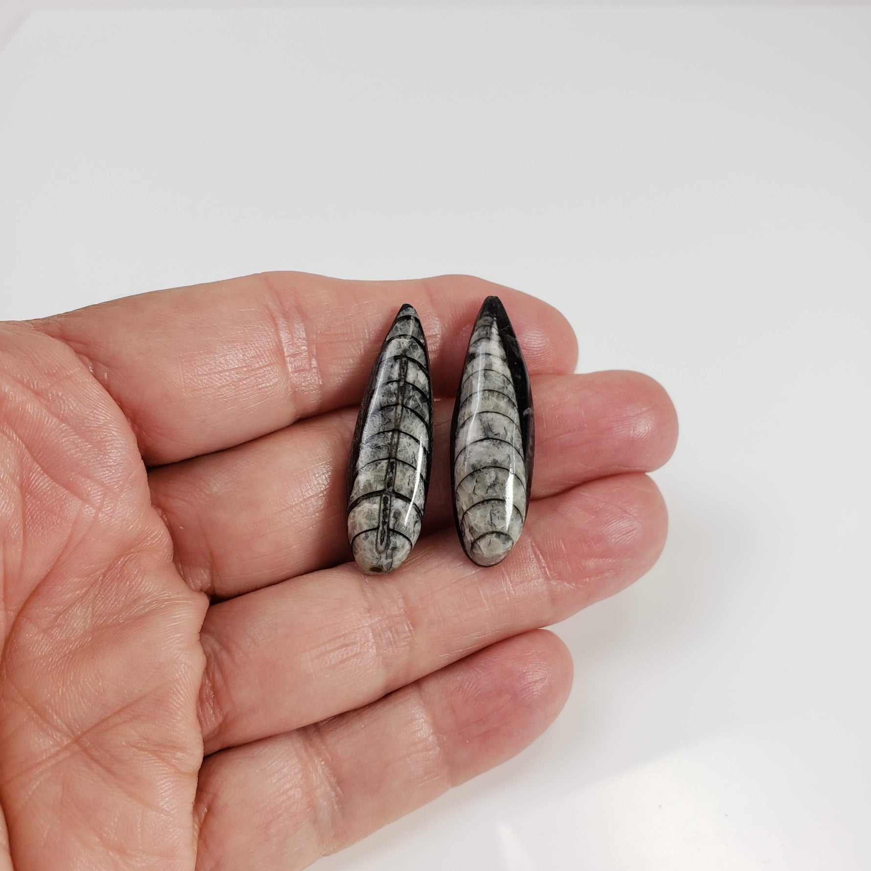  Polished Orthoceras Fossils (Cephalopod) | Lot of 2 | Cabochon | 37 mm | Morocco 6