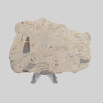  Polymict Impact Breccia | 163 Grams | Azuara Impact Structure, Spain 1