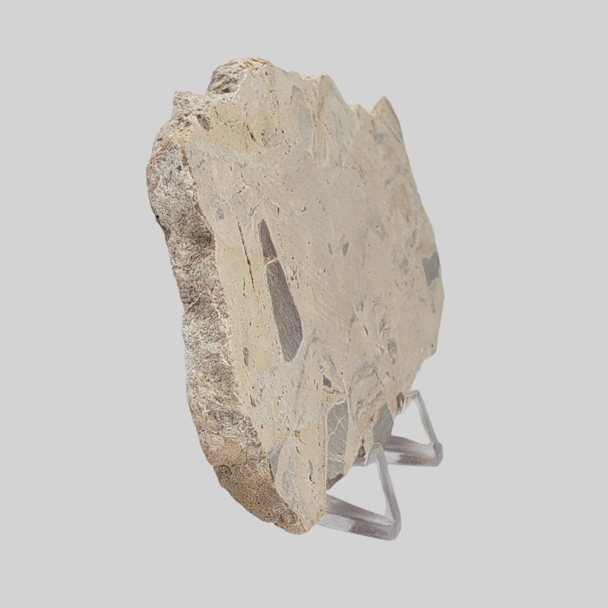  Polymict Impact Breccia | 163 Grams | Azuara Impact Structure, Spain 2