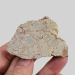  Polymict Impact Breccia | 53 Grams | Azuara Impact Structure, Spain 