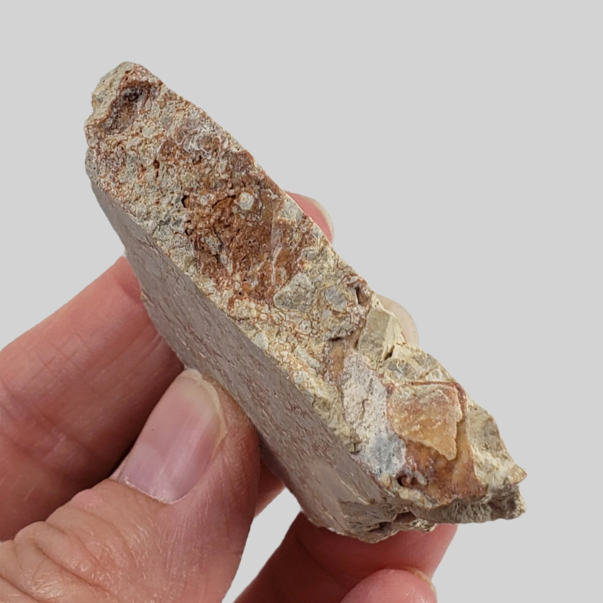  Polymict Impact Breccia | 53 Grams | Azuara Impact Structure, Spain 4