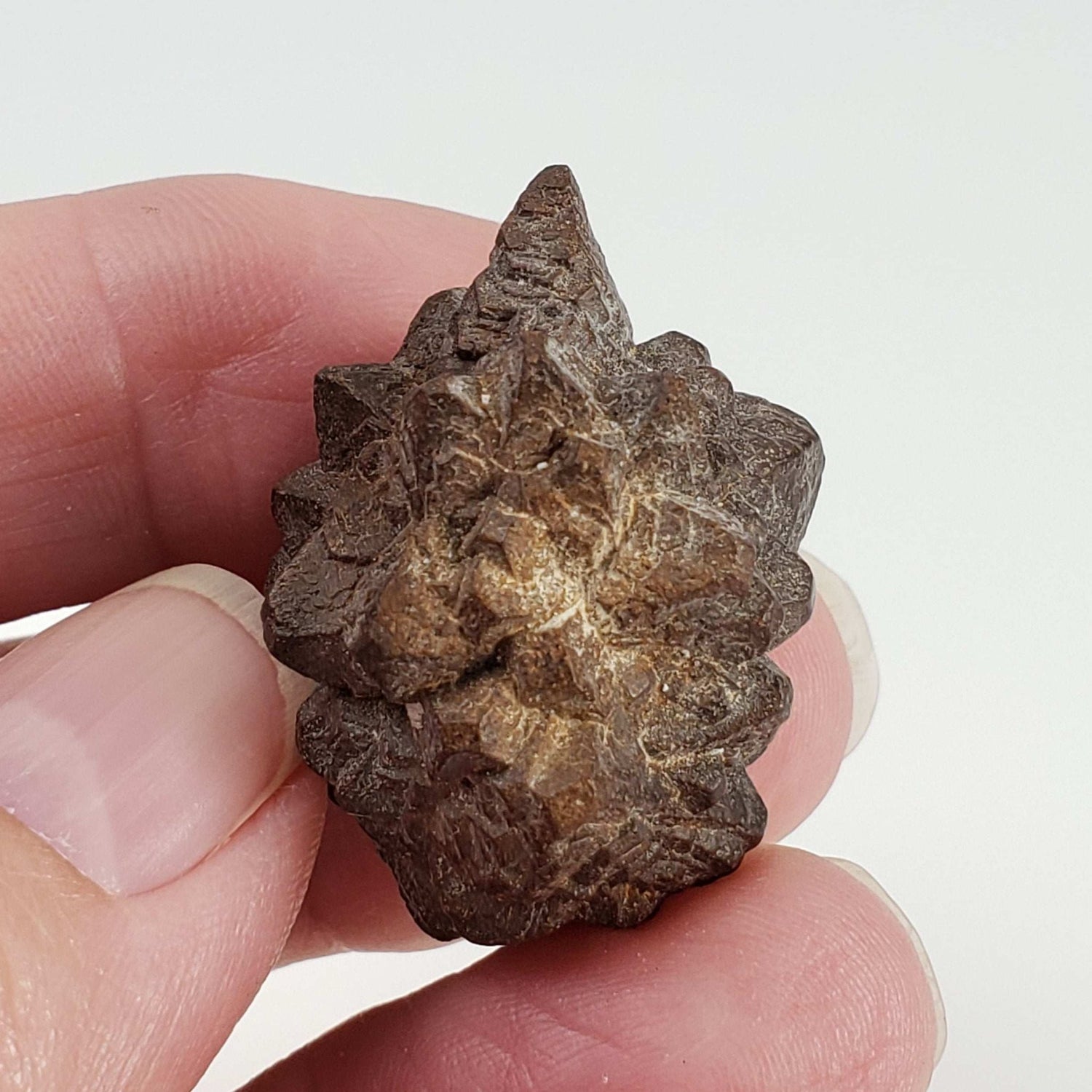  Pseudomorph Goethite After Marcasite | Prophecy Stone | 17 gr | Farafra Oasis, Egypt 6