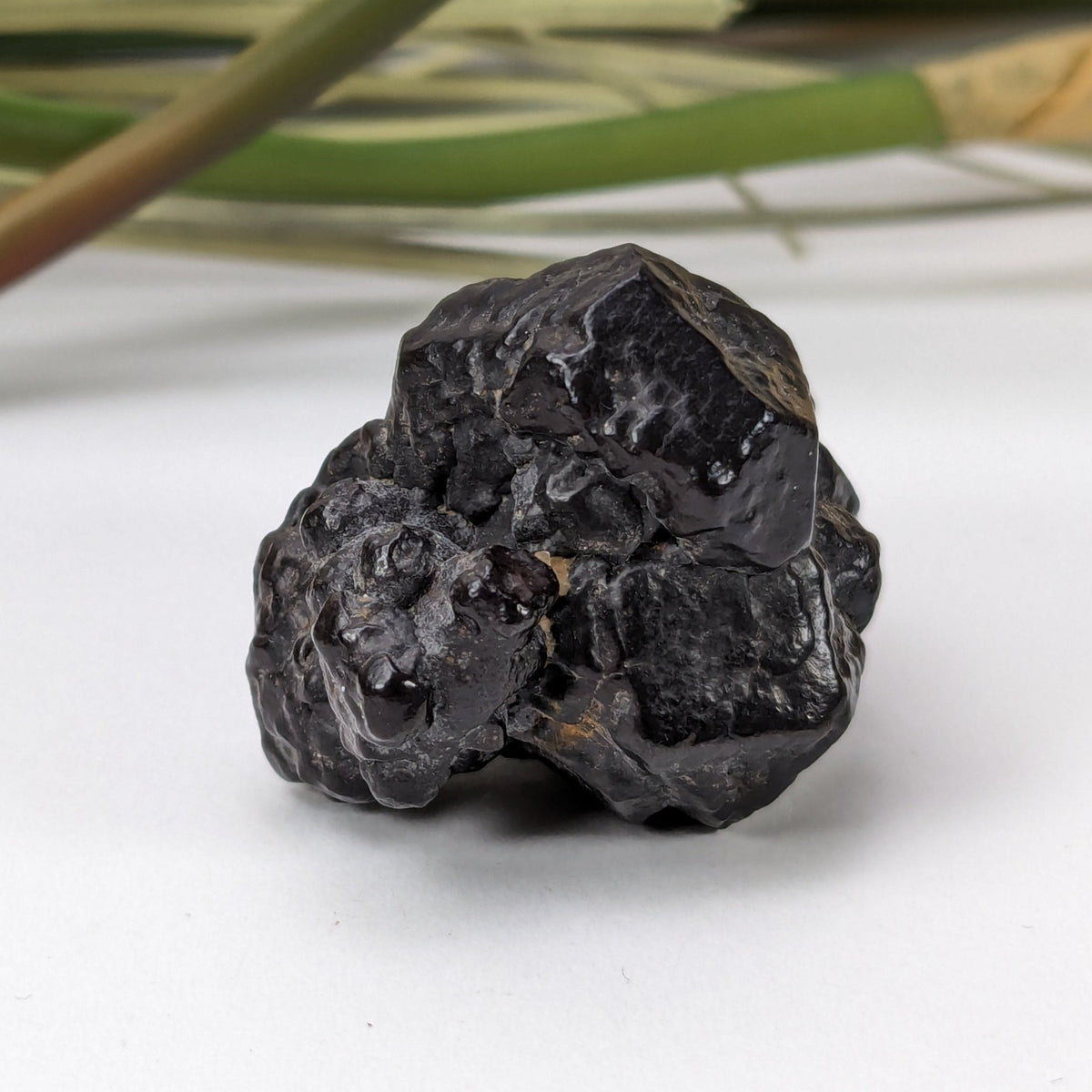  Pseudomorph Goethite After Marcasite | Prophecy Stone | 27 gr | Farafra Oasis, Egypt | SO24 3