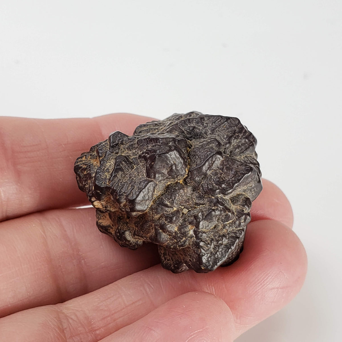  Pseudomorph Goethite After Marcasite | Prophecy Stone | 42gr | Farafra Oasis, Egypt 7