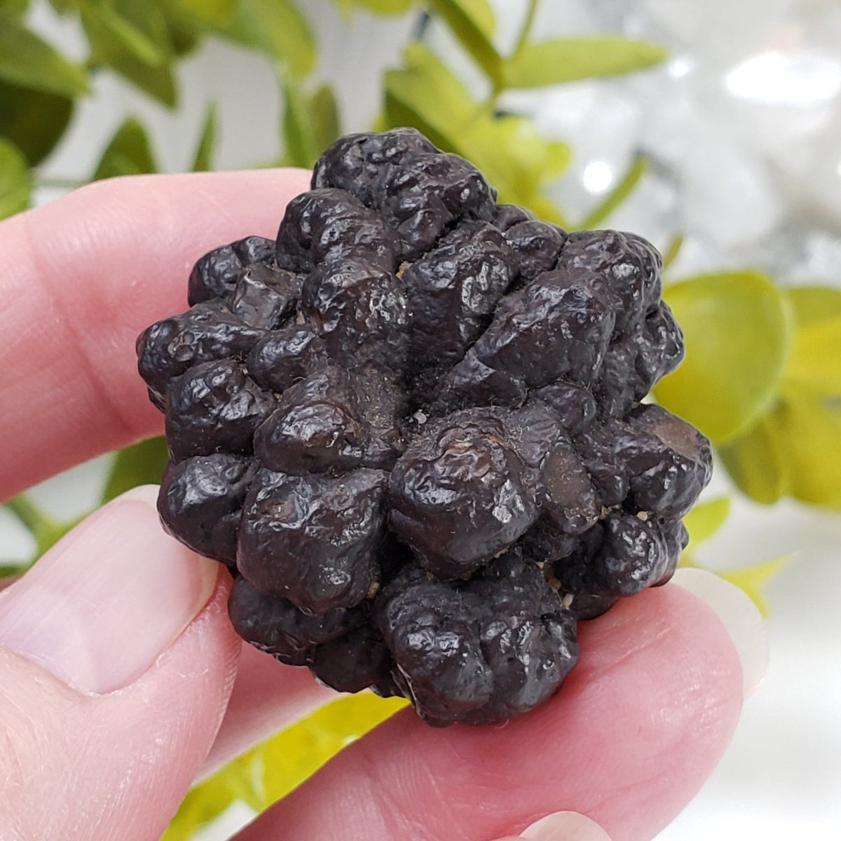  Pseudomorph Goethite After Marcasite | Prophecy Stone | 51.7 gr | Farafra Oasis, Egypt | SO24 