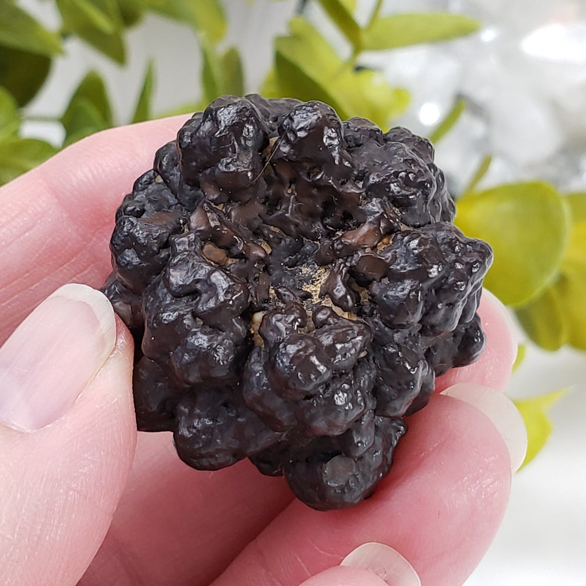  Pseudomorph Goethite After Marcasite | Prophecy Stone | 51.7 gr | Farafra Oasis, Egypt | SO24 1