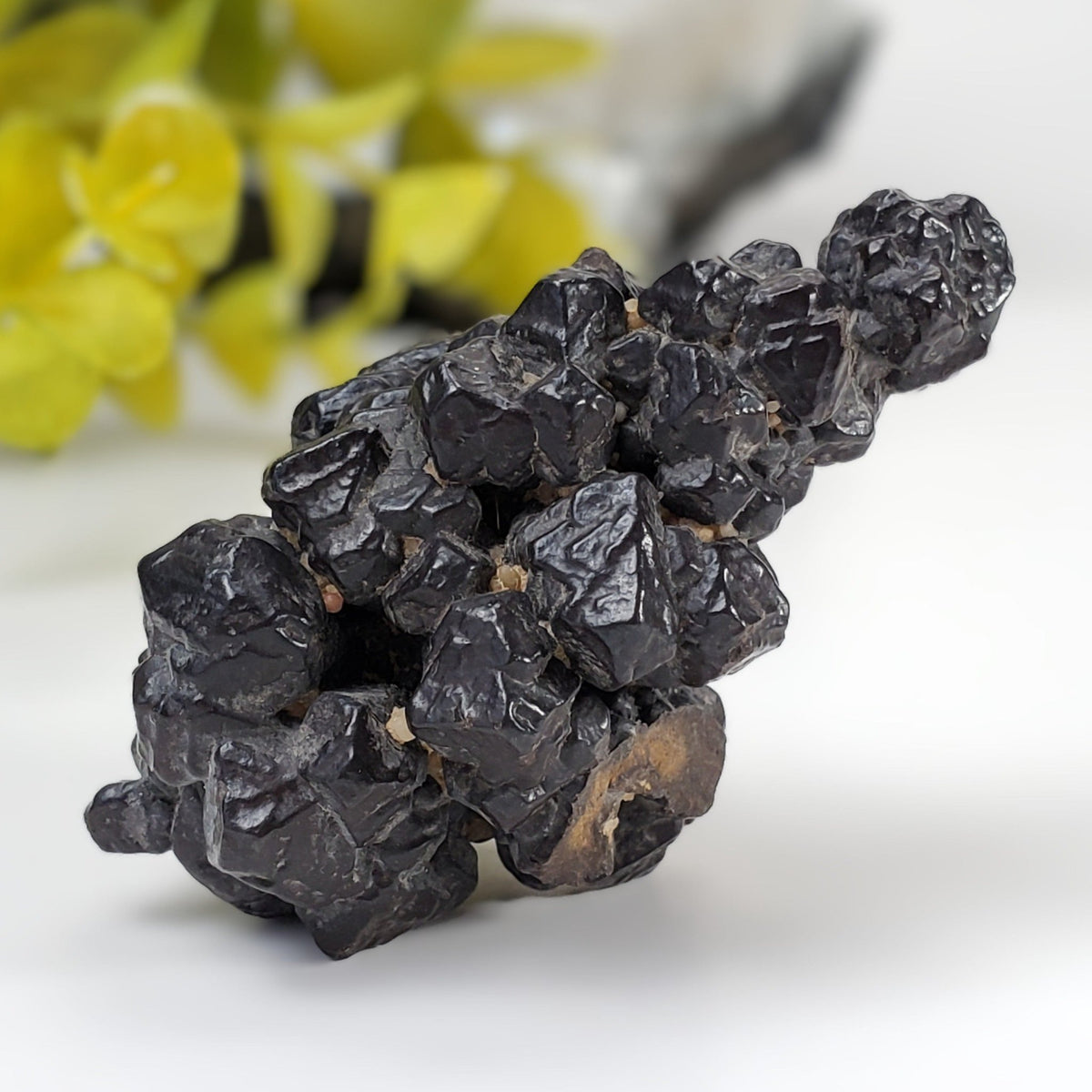  Pseudomorph Goethite After Marcasite | Prophecy Stone | 72 gr | Farafra Oasis, Egypt | SO24 