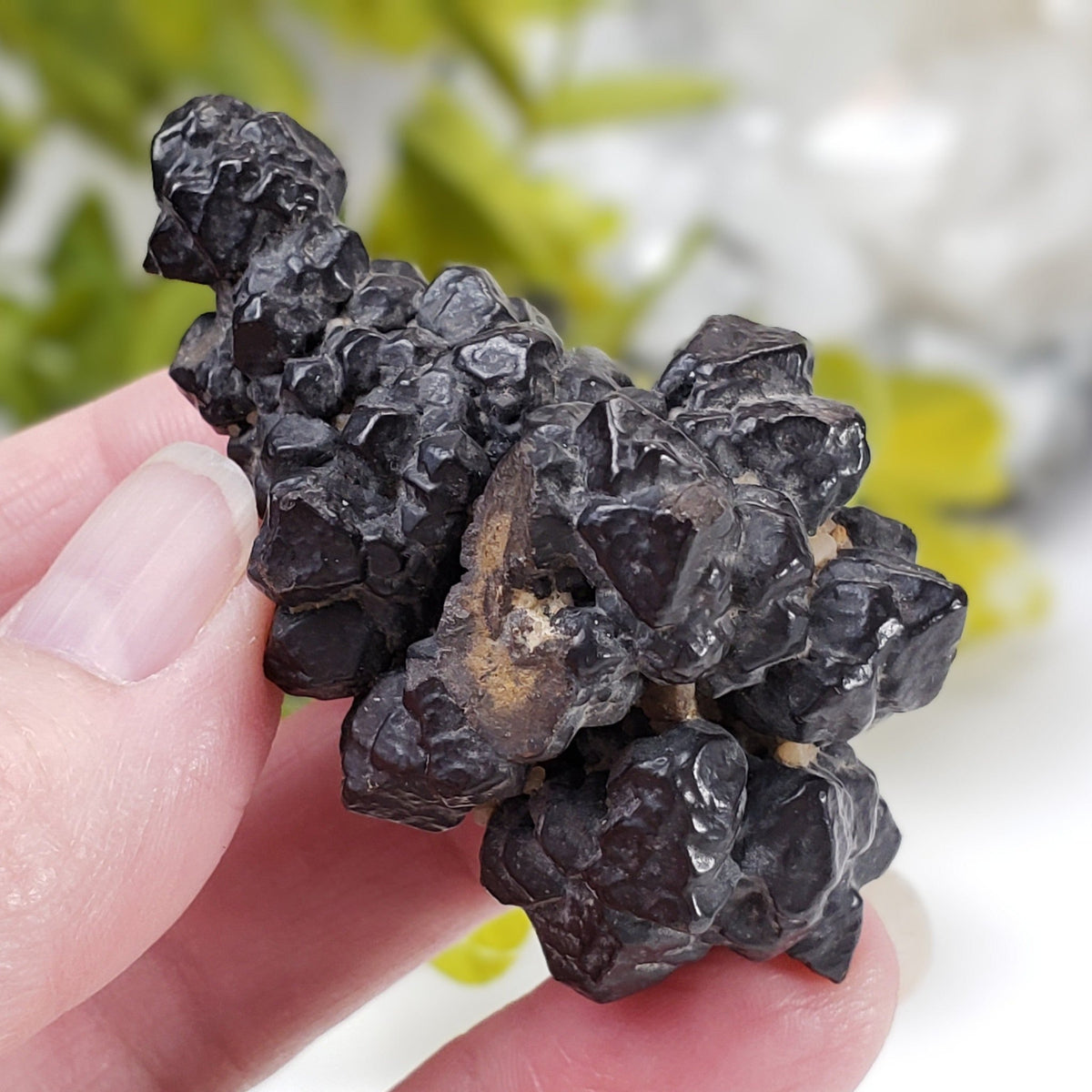  Pseudomorph Goethite After Marcasite | Prophecy Stone | 72 gr | Farafra Oasis, Egypt | SO24 2