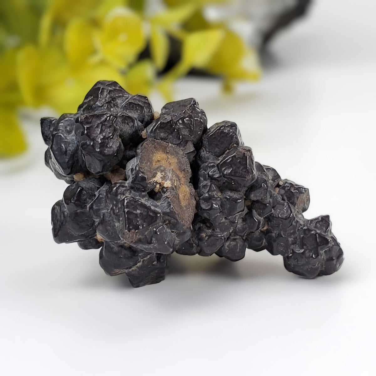  Pseudomorph Goethite After Marcasite | Prophecy Stone | 72 gr | Farafra Oasis, Egypt | SO24 4