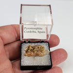  Pyromorphite | Perky Box Thumbnail Specimen | Córdoba, Spain 5