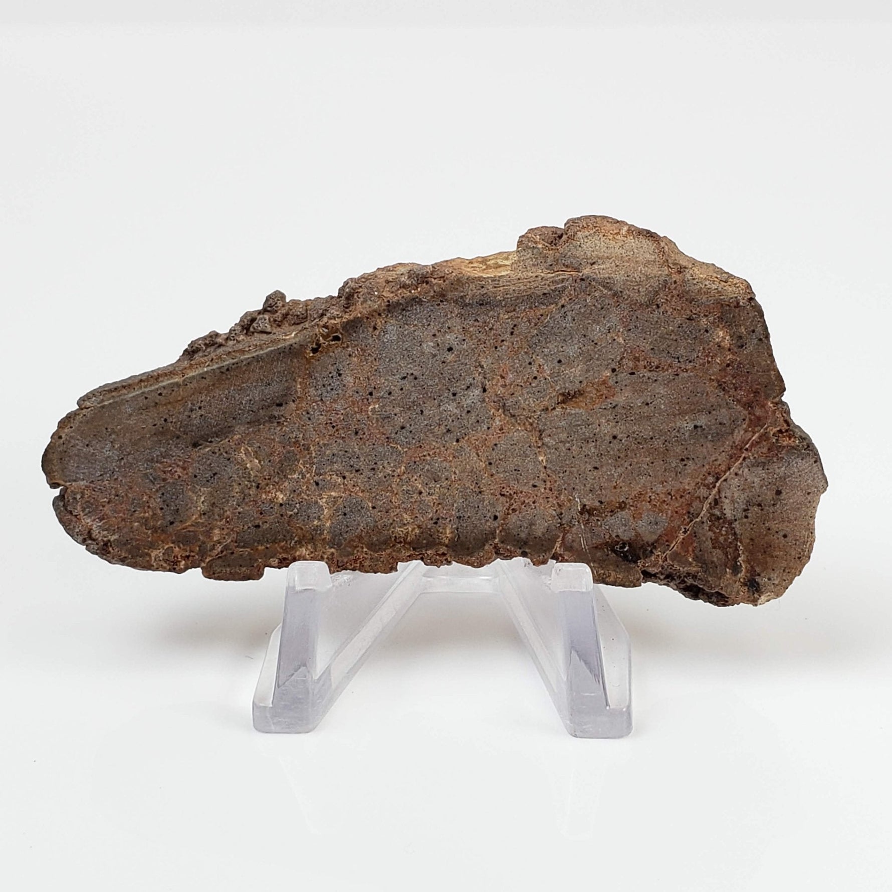  Red Suevite Fallback Breccia | 34.2 Grams | Slice | Sääksjärvi Crater, Finland 3