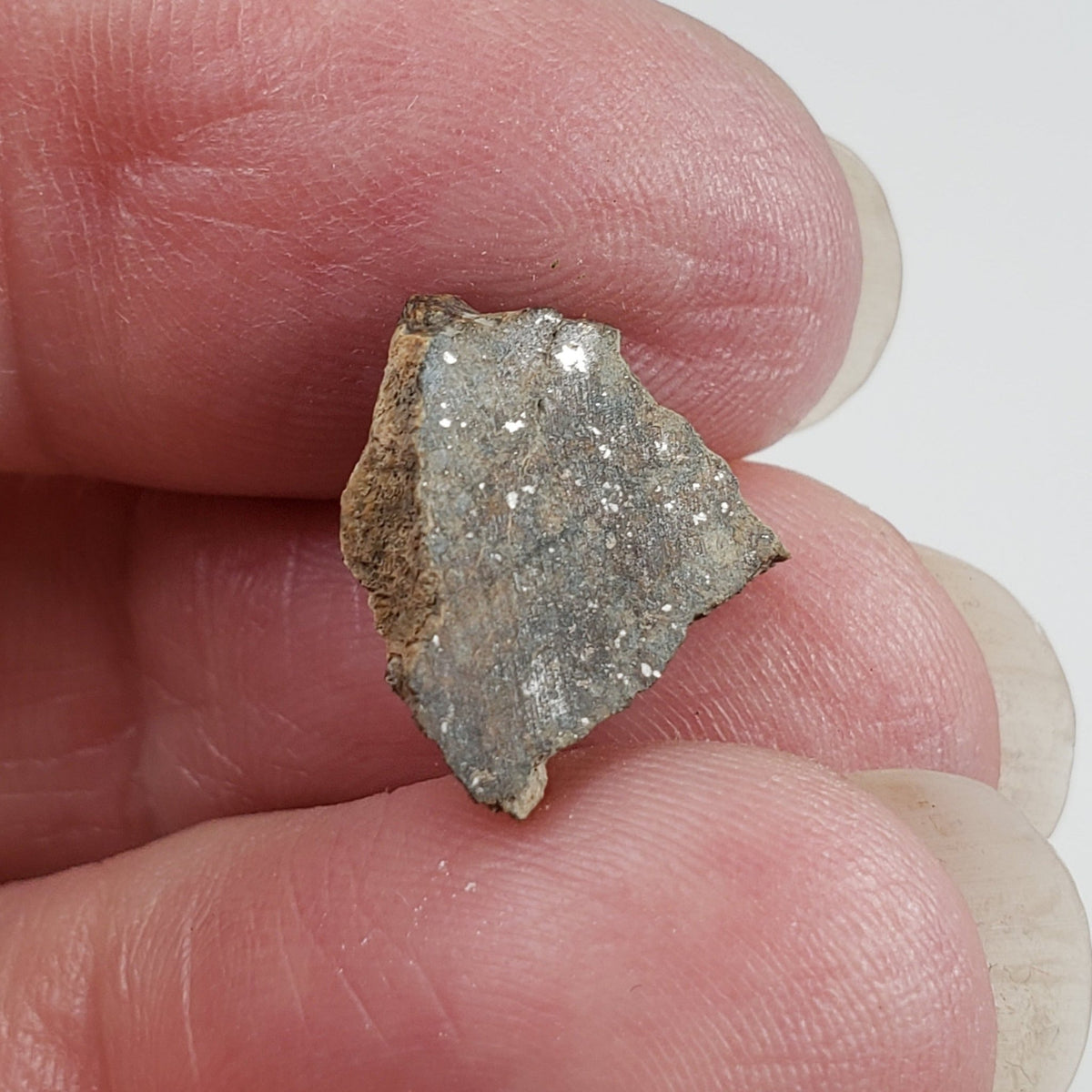  Sahara 02500 Meteorite | 0.98 Gr | Slice | L3 Chondrite | Wadi Mellene, Algeria | Sahara Desert | SO24 2