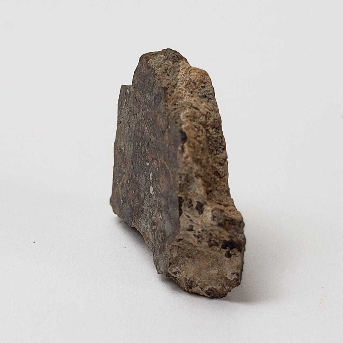  Sahara 02500 Meteorite | 0.98 Gr | Slice | L3 Chondrite | Wadi Mellene, Algeria | Sahara Desert | SO24 5