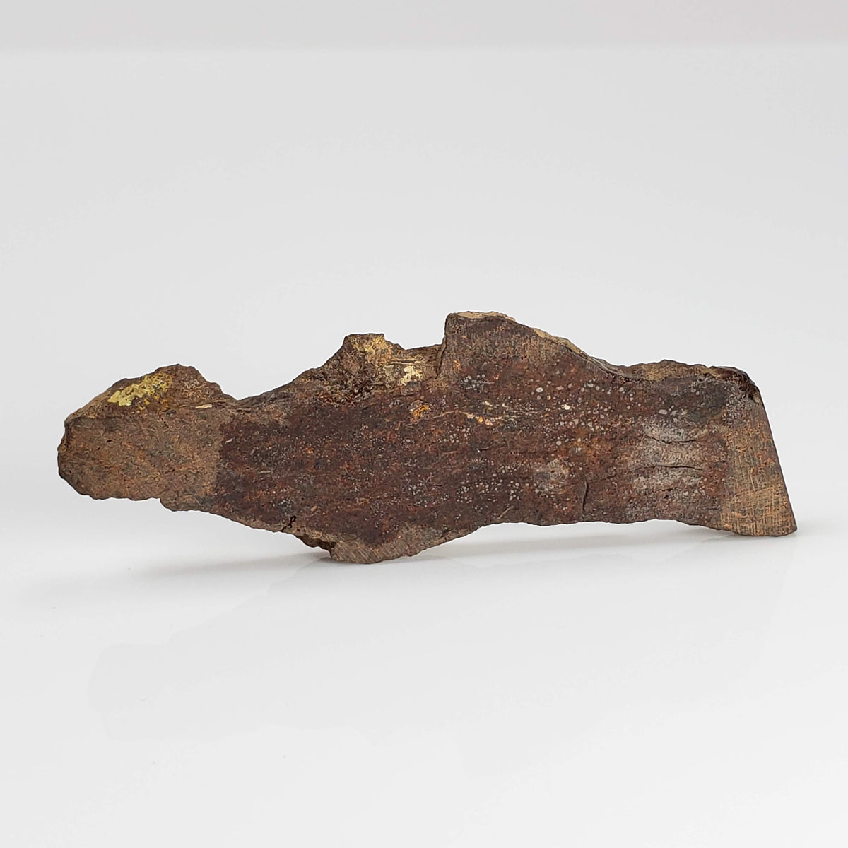  Shişr 010 Meteorite | 8.77 Grams | Slice | L5 Chondrite | Rare | Shişr Desert, Oman | SO24 4
