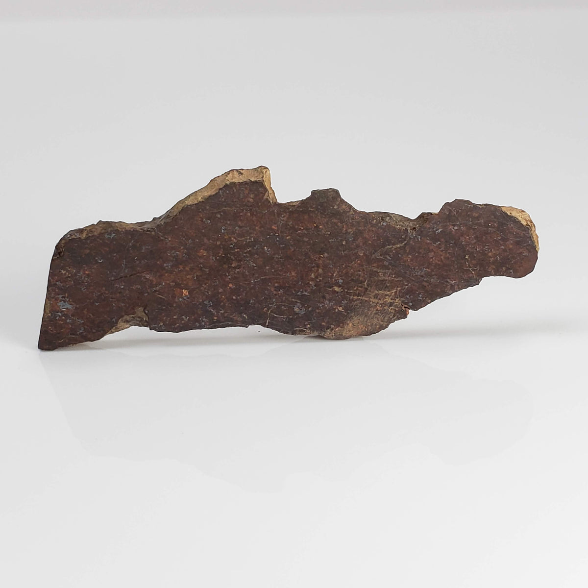  Shişr 010 Meteorite | 8.77 Grams | Slice | L5 Chondrite | Rare | Shişr Desert, Oman | SO24 3