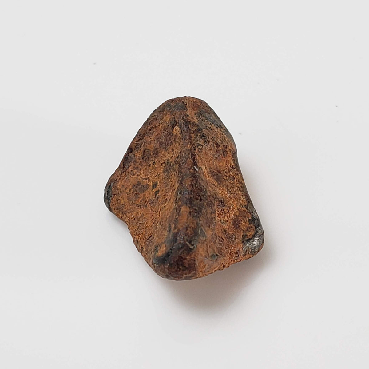  Taza NWA 859 Meteorite | 3.4 Gr | Iron Ungrouped | Morocco 2