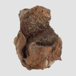 Tsarev Meteorite | 122.9 Grams | Individual | L5 Chondrite | Fell Dec 1922 | Volgograd Region, Russia 1