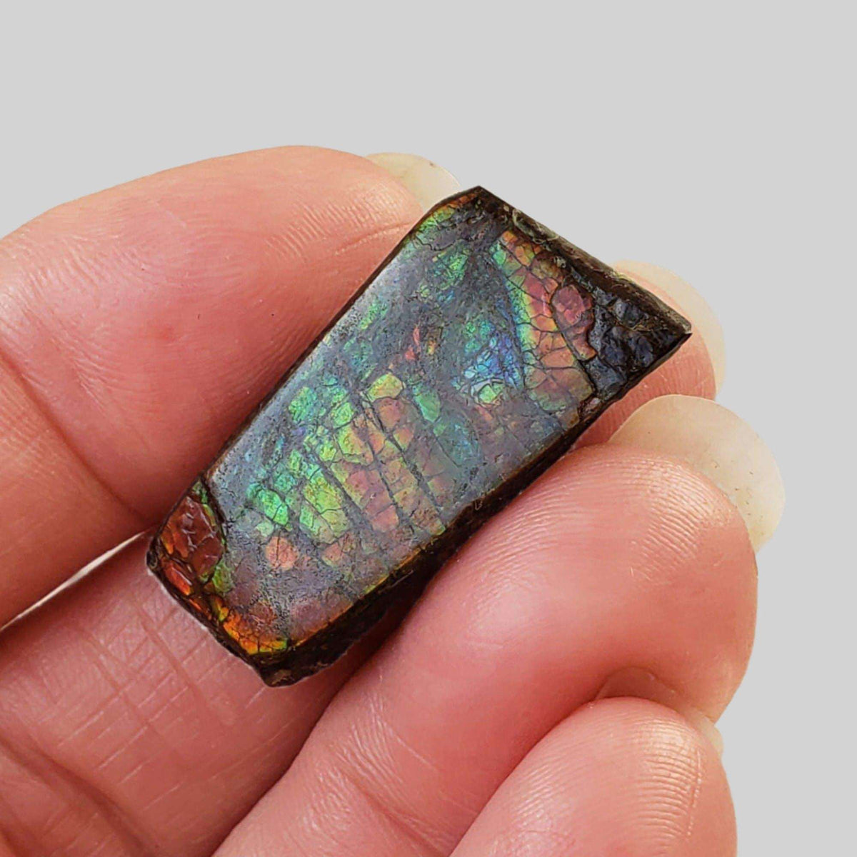 Ammolite Gem | Ammonite | Fancy Cabochon | 30x15mm 27ct | Canada