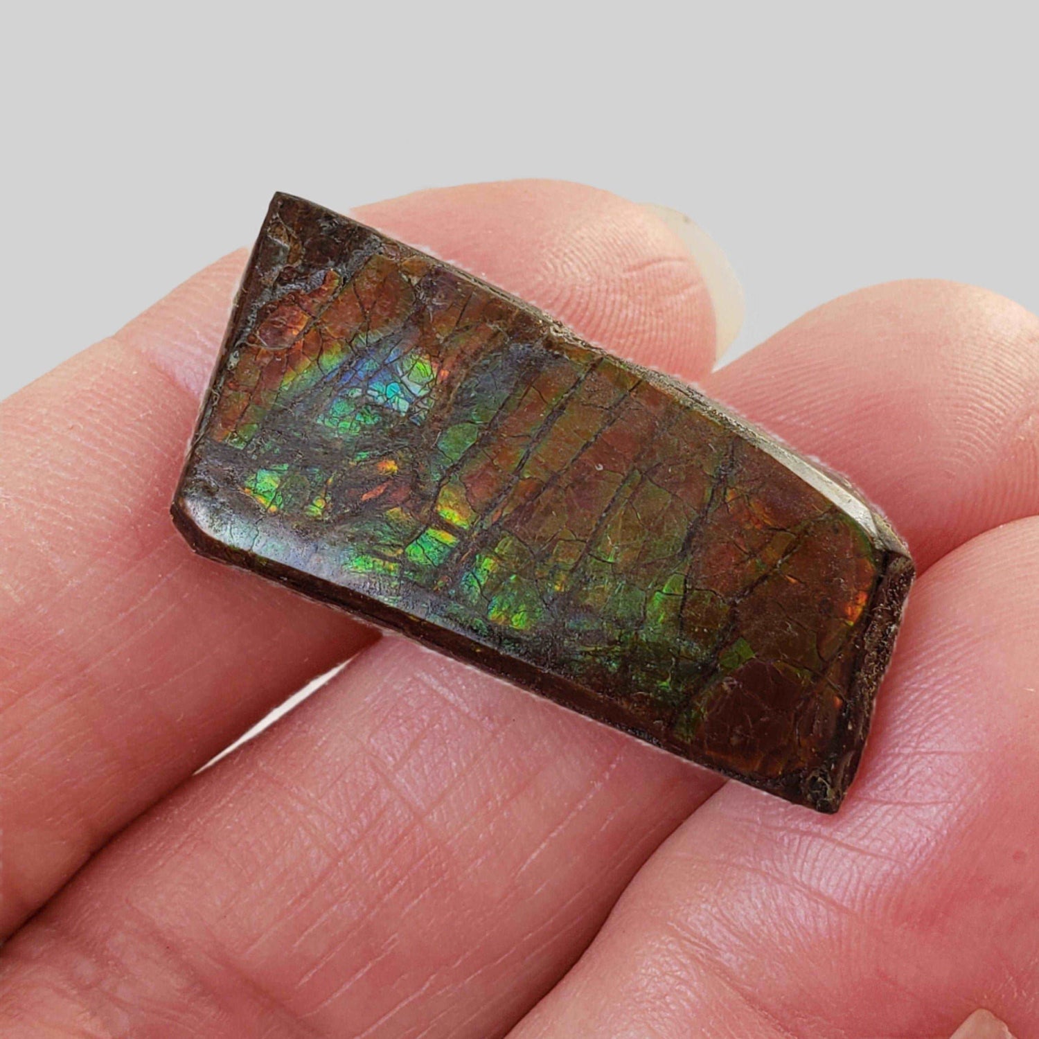  Ammolite Gem Ammonite Fancy Cabochon 27ct from Canada 