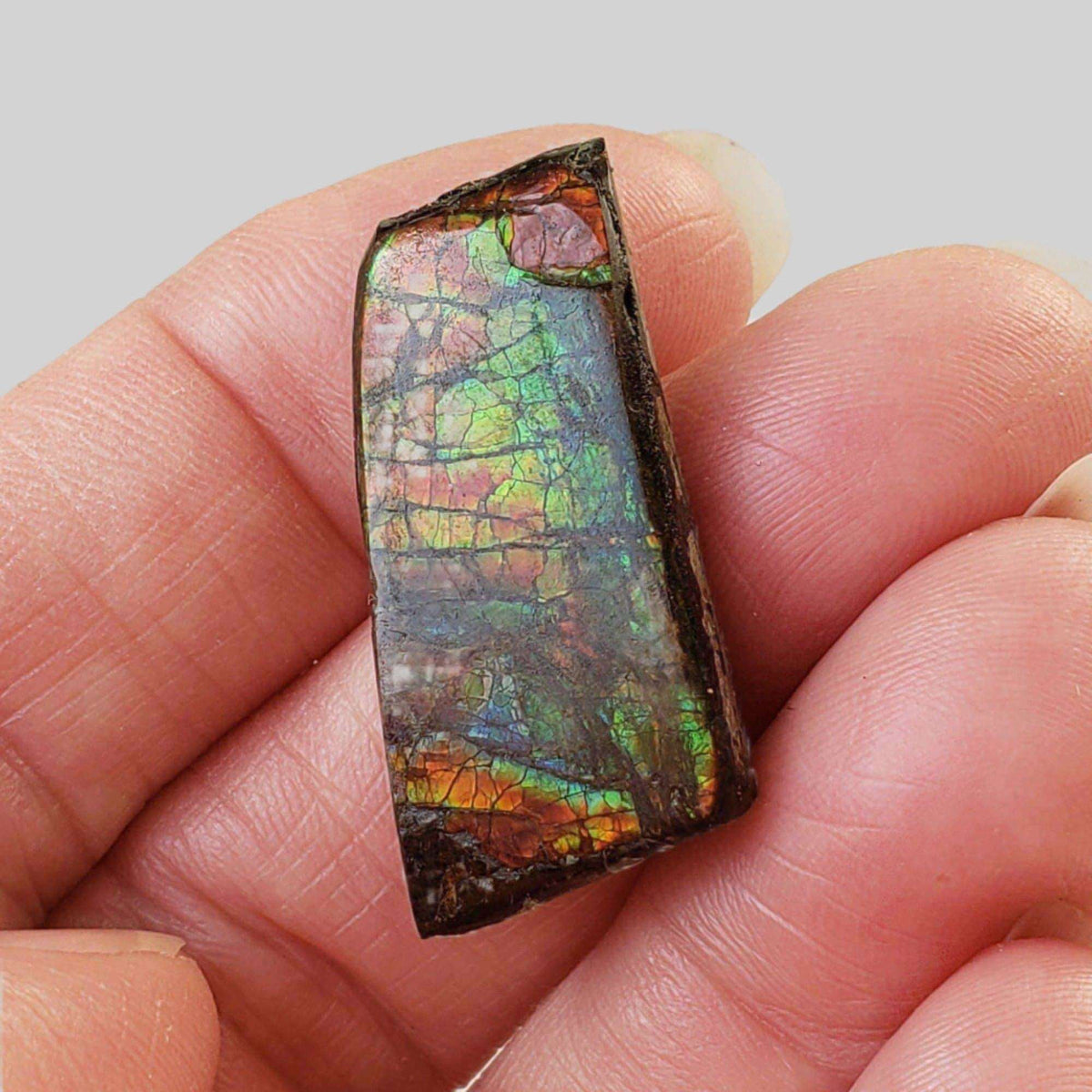 Ammolite Gem | Ammonite | Fancy Cabochon | 30x15mm 27ct | Canada